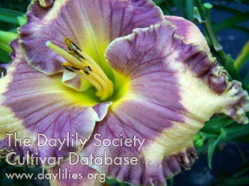 Daylily Ann Hathaway's Garden